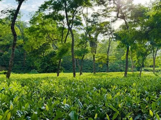 কেন আমাদের চা শতভাগ অর্গানিক দাবী করি